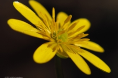 speenkruid#(20220313) flora