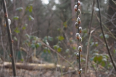 wilg#(20230313) flora