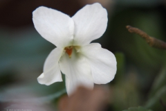 viooltje#(20220313) flora