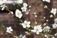 pruim#(20240314)a flora