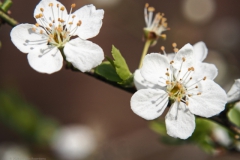 pruim#(20240314)b flora