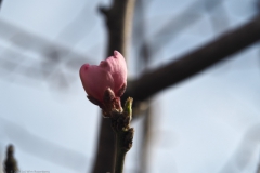 perzik#(20240314) flora