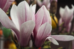 magnolia#(20240314)b flora