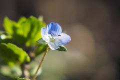 grote ereprijs#(20200314) flora