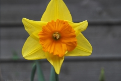 narcis#(20240316)a flora