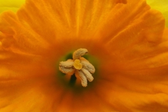 narcis#(20240316)aa flora