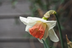 narcis#(20240316)d flora