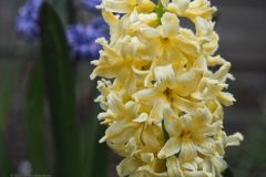 hyacint#(20240316)b flora