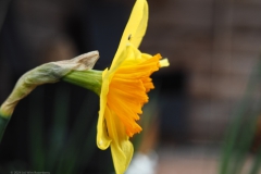 narcis#(20240316)b flora