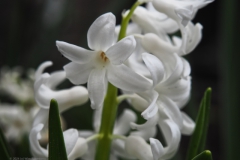 hyacint#(20240316)a flora