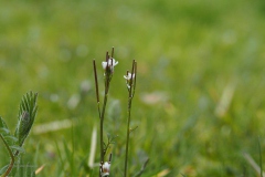kleine veldkers#(20200316)  flora