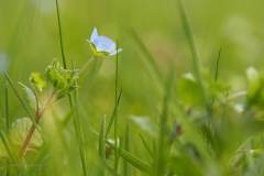 grote ereprijs#(20200316)b flora