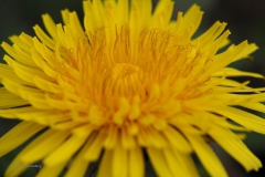 paardenbloem#(20200316) flora