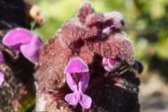 dovenetel#(20250317)b flora
