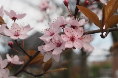 prunus#(20230318) flora