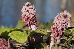 groot hoefblad#(20210319) flora