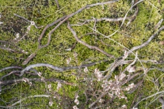 heide#(20230319) flora