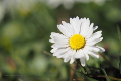 madelief#(20210319)a flora