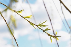 wilg#(20210319) flora