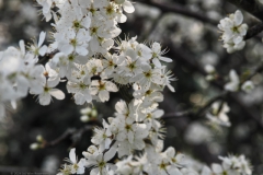sleedoorn#(20240320)a flora