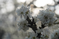 sleedoorn#(20240320)c flora