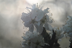 sleedoorn#(20240320)b flora