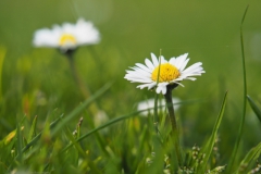 madelief#(20240320)a flora