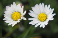 madelief#(20240320)b flora