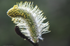 wilg#(20240320)a flora
