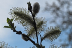 wilg#(20240320)b flora