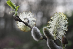 wilg#(20240320)c flora
