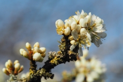 sleedoorn#(20220321)ab flora