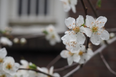 pruim#(20230321) flora