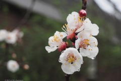 perzik#(20230321) flora