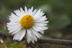 madelief#(20220321)ab flora