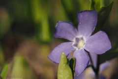 maagdenpalm#(20220321) flora