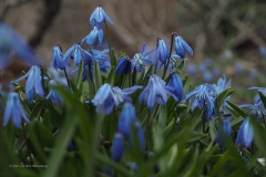 hyacint#(20210321) flora