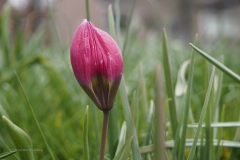 kievitsbloem#(20210321) flora