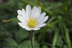anemoon#(20230323)a flora
