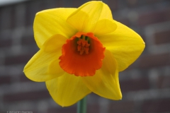 narcis#(20230323) flora