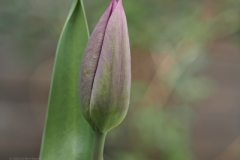 tulpen#(20240323) flora