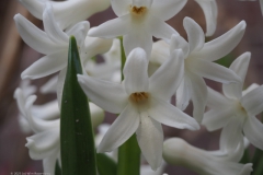 hyacint#(20230323) flora
