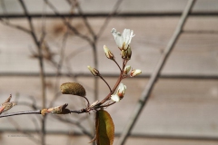 krentenboompje#(20200323)b flora