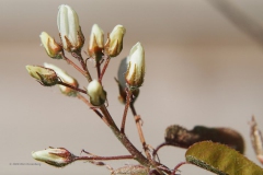 krentenboompje#(20200323)a flora