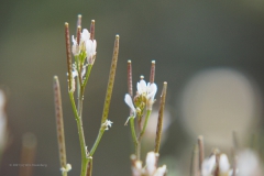 kleine veldkers#(20210324)a flora