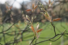 krentenboompje#(20240325) flora