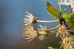 kerspruim#(20240325) flora