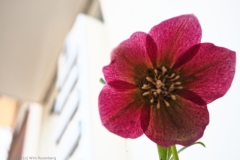 helleborus#(20250325) flora