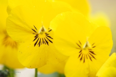 viooltje#(20210326) flora