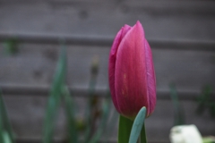 tulpen#(20240327) flora